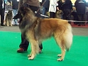 n°82 condor des canis du brabant 5318
